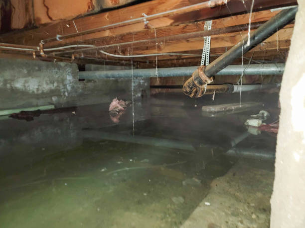Best Water damage restoration mold remediation  in Norwalk, CA